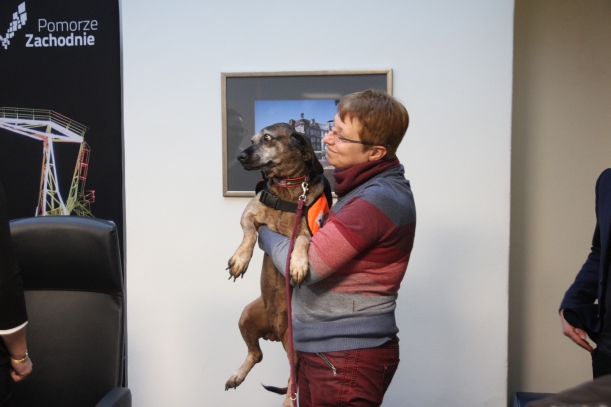 pies asystujący pomagający chorym na cukrzycę